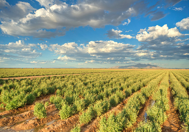 Bridgestone - Guayule